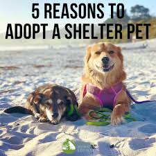 Jeep safari pet photo contest; Five Reasons You Should Adopt Your Next Pet From A Shelter Palo Alto Humane Society