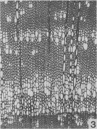 Image result for Rhaptopetalum roseum