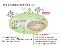 Virus structure, types of influenza virus, life cycle of influenza virus, signs and symptoms, mode of transmission, pathophysiology, etc. Vaccine Development From Idea To Product Veronica Leautaud