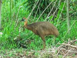 Image result for Cassipourea ruwensorensis