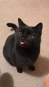 Black Cat Blep In 2020 Cute Cats And Kittens Cute Baby Animals Cute Cats
