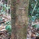 Image result for Shirakiopsis