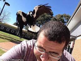 Check spelling or type a new query. Australian Magpie Swooping Season Arrives Early Daily Mail Online