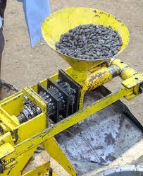 Image result for Jatropha curcas