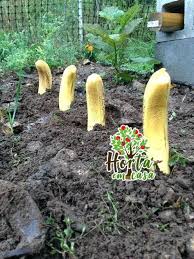 Como Plantar Banana Em Casa Plantio Cultivo E Colheita Jardinage En Pots Jardin Loisir Jardin De Legumes