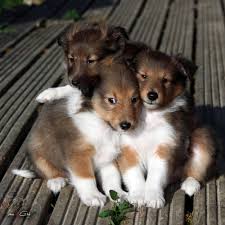 Nelson Gold Du Cedre Enchante Berger Des Shetland Photo Chien Chiots Mignons