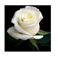 All art prints include a 1 white border around the image to allow for future framing and matting, if desired. White Rose à¤¸à¤« à¤¦ à¤ à¤² à¤¬ à¤µ à¤à¤ à¤° à¤ Armd Flowers Plants Chennai Id 14636756773