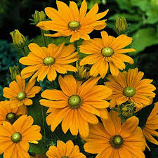 Maybe you would like to learn more about one of these? Rudbeckia Irish Spring Irish Spring Flower Seeds Summer Flowering Bulbs