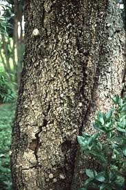 Image result for Albizia versicolor