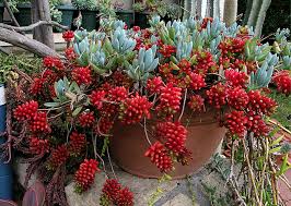 Ver más ideas sobre suculentas, cactus y suculentas, plantas. Los Cactus Y Plantas Grasas Spacegarden Eu Suculentas Colgantes Suculentas Cactus Y Suculentas