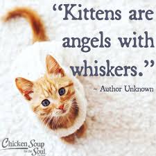 Pin By Sammy England On Must Cats Cat Toilet Training Cat Training Cats