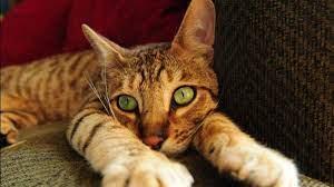You want something rare and exotic. 7 Legal Exotic Pets That Have Easy Care Pethelpful