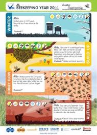 Chart Your Honeybee Season With Vitas Free Infographic