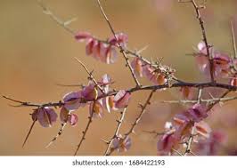 Image result for Phaeoptilum spinosum