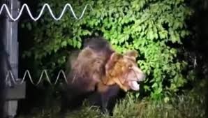 Anne Wünsche porn – discover the mysteries of her erotic imagination.