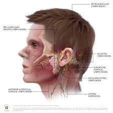 The glands produce sweat, which is important for thermoregulation. The Superficial Lymph Nodes Of The Head And Neck English Labels Anatomytool