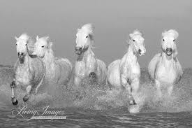 Black And White Horse Images Hd Five White Horses Fine Art Horse Photograph By Carol Walker Www Livingimagescjw Com Horses White Horses Horse Wall Art