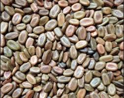 Image result for Cucumis aculeatus