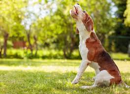 Wenn dir die beiträge zum thema „hund bellt unaufhörlich bei geräuschen draußen in der kategorie „erziehung / verhalten gefallen haben, du noch fragen hast oder ergänzungen machen möchtest, mach doch einfach bei uns mit und melde dich kostenlos und unverbindlich an Hund Fiept Standig Hunde Kausnacks Magazin
