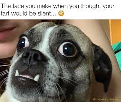 Find and save funny cat and dog memes | from instagram, facebook, tumblr, twitter & more. 35 Awesome Dog Memes To Share With Fellow Dog Lovers Inspirationfeed