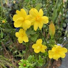 Image result for Jasminum pauciflorum