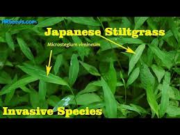 Image result for Microstegium