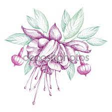 Sketch Of Fuchsia Flower Leaves And Buds Isolated On White Background Round Composition With Hatching Floral Fuchsia Flower Lotus Flower Tattoo Flower Tattoo