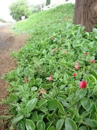 Image result for Aptenia