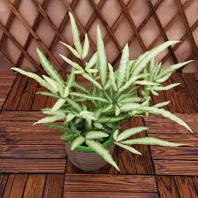 Image result for Pteris similis