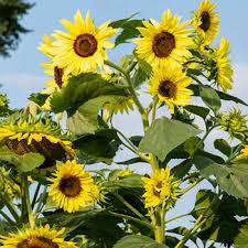 Myr (rm) us dollars ($) euro (€) gb pound (£) Biji Benih Bunga Matahari Lemon Queen Sunflower Lemon Queen 8 Seeds Lazada