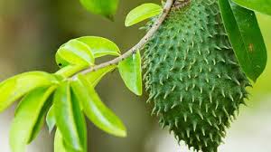 Soursop, which has botanical name annona muricata is a fruit that originates from south america, south east asia, and africa. 15 Health Benefits Side Effects Of Soursop Leaves Public Health