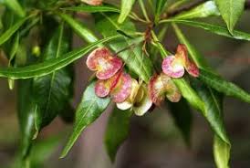 Image result for Maerua friesii