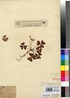 Image result for Oxalis anthelmintica