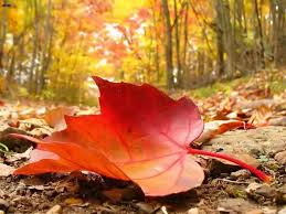 ▷ 1001 + ideas de paisajes de otoño en 100 fotografías de ensueño