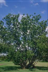 Image result for Kirkia