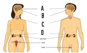 Maybe you would like to learn more about one of these? Antara A B C Dan D Yang Manakah Merupakan Kelenjar Pituitari