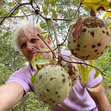 Image result for Landolphia