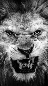 Black And White Lion Wallpaper Download Lion Wallpaper Android Download In 2020 Lion Images Lion Hd Wallpaper Lion Pictures