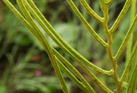 Image result for Blechnum tabulare