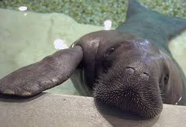 Bishop Museum Of Science And Nature Bradenton Pin By Karen Hazelton On Snooty S Story Manatee Sea Cow Animals Beautiful