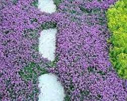 Creeping Thyme Ground Cover 1000 Seeds Fragrant Herb Pink Etsy Ground Cover Seeds Creeping Thyme Ground Cover Plants Shade