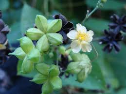 Image result for Wissadula