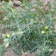 Image result for Argemone mexicana