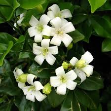 Image result for Murraya paniculata