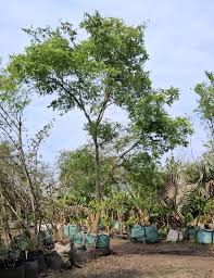 Image result for Rhoicissus digitata