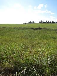 Image result for Hemarthria