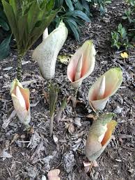 Image result for Amorphophallus