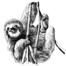 Sloth Hanging On The Branches Sketch Vector Sloth Drawing Sloth Art Sloth Tattoo