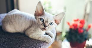 Email the hairless sphynx house confirm that the kitten you're interested in is still available for purchase. What Are The Best Hypoallergenic Cat Breeds For People With Allergies Petfinder