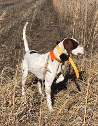 May 07, 2021 · there are many beautiful romantic places to stay just a short drive from philadelphia, making it easy to plan a memorable weekend trip from the city. Missouri Hunting Outfitters Pheasant Chukar Quail Woodcock Wingshooting